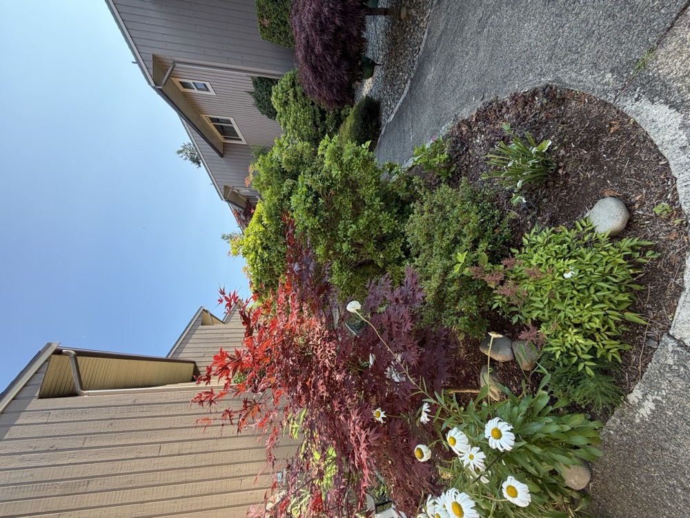 Red and green Japanese maples with shasta daisies at their feet beside a townhouse corner.