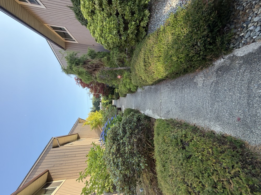 Low clipped hedges squaring off the entrance to one of the townhouse rows.