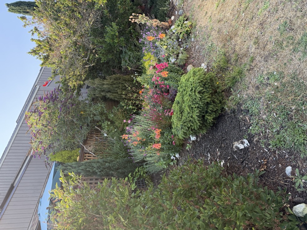 A deep perennial border in mixed colour running along the courtyard edge.