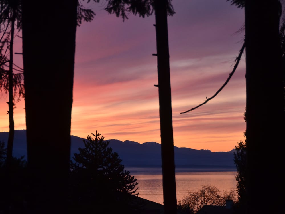 Sunset over the Strait of Georgia seen through the silhouettes of tall firs.
